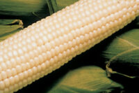 Sweet Corn, Silver King SE (82 Days)