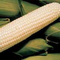 Sweet Corn, Silver King SE (82 Days)