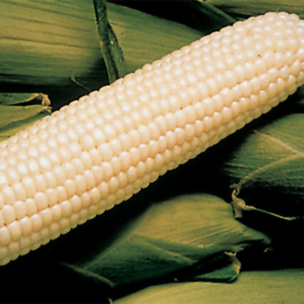 Sweet Corn, Silver King SE (82 Days)