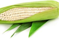 Sweet Corn, Silver Queen SU (92 Days)