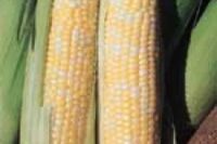 Sweet Corn, Sugar Baby SE (65 Days)