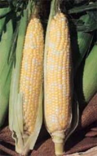 Sweet Corn, Sugar Baby SE (65 Days)