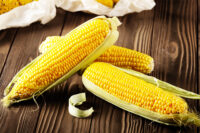 Sweet Corn, Sugar Buns SE (72 Days)