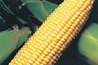 Sweet Corn, Sweetie 82 Sh2 (81 Days)