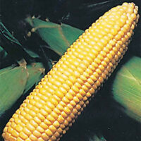 Sweet Corn, Sweetie 82 Sh2 (81 Days)