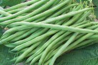 Bean, Tenderette (55 Days), Heirloom