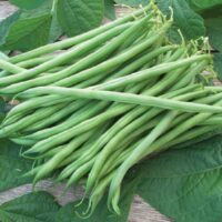 Bean, Tenderette (55 Days), Heirloom