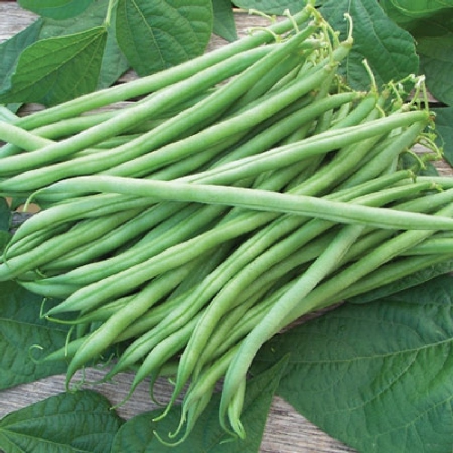 Bean, Tenderette (55 Days), Heirloom