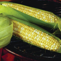 Sweet Corn, Trinity SE (70 Days)