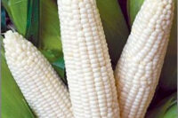 Corn, Truckers Favorite, Dent (75 Days), Heirloom