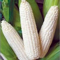 Corn, Truckers Favorite, Dent (75 Days), Heirloom