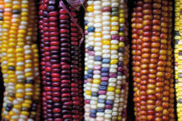 Corn, Fiesta Indian (90 Days), Hybrid