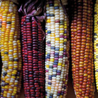 Corn, Fiesta Indian (90 Days), Hybrid