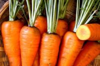 Carrot, Chantenay Red Core (70 Days), Heirloom