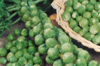 Brussels Sprouts