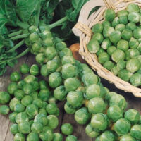Brussels Sprouts, Long Island Improved, Heirloom
