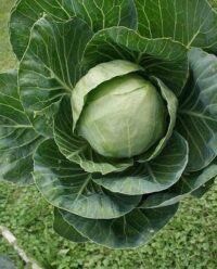 Cabbage, Golden Acre Y.R. (63 Days), Heirloom