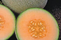 Cantaloupe, Ambrosia (86 Days), Hybrid