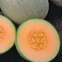 Cantaloupe, Ambrosia (86 Days), Hybrid