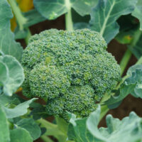 Broccoli, Green Sprouting or Calabrese (70 Days), Heirloom