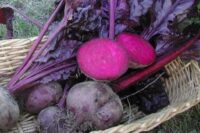 Beet, Bull's Blood (58 Days), Heirloom