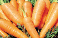 Carrot, Danver's 126 Half Long (75 Days), Heirloom
