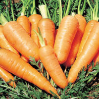 Carrot, Danver's 126 Half Long (75 Days), Heirloom