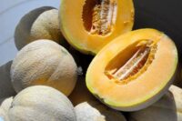 Cantaloupe, Delicious 51 (90 Days), Heirloom