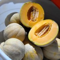 Cantaloupe, Delicious 51 (90 Days), Heirloom