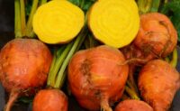 Beet, Golden (55 Days), Heirloom