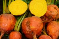 Beet, Golden (55 Days), Heirloom