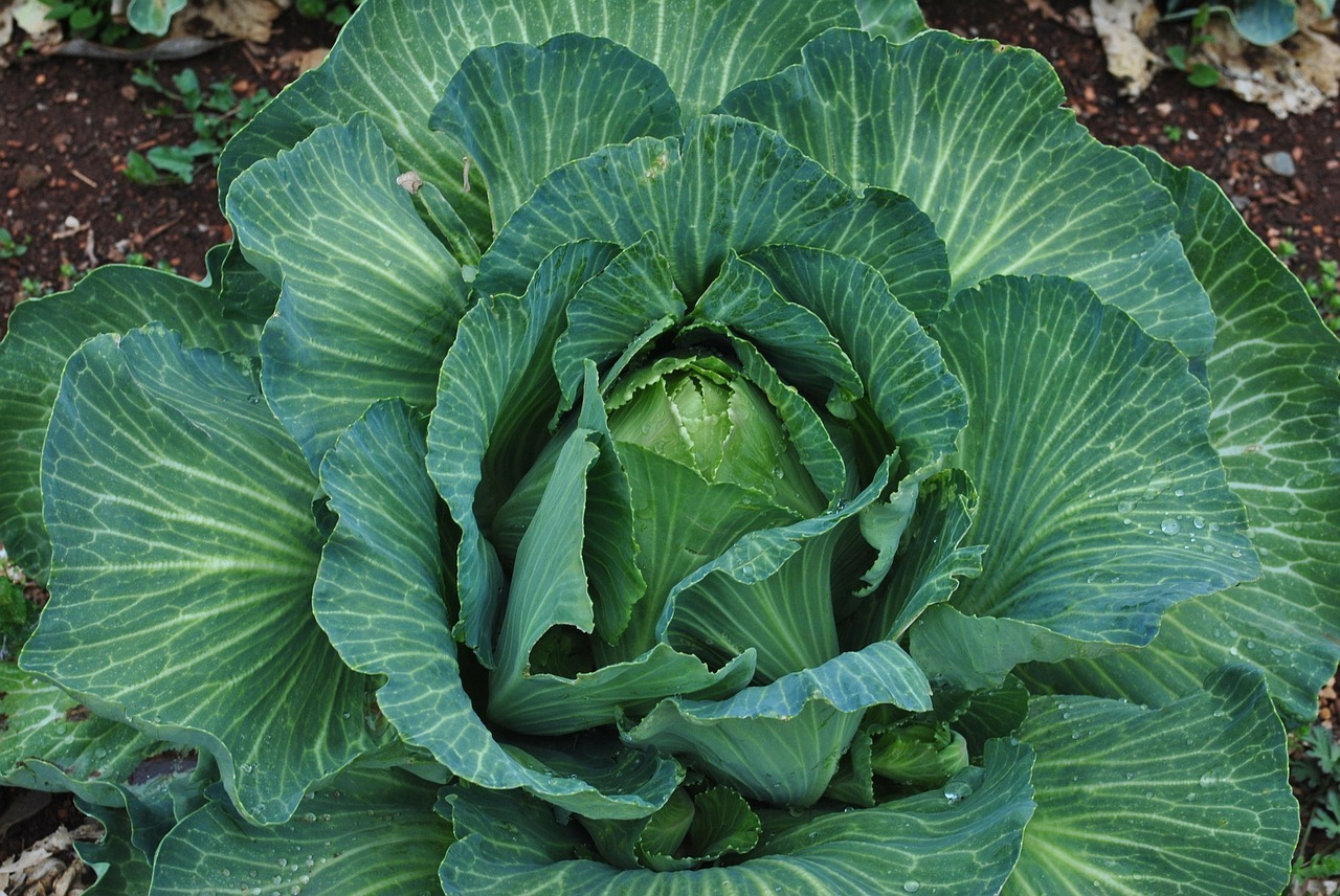 Cabbage, Jersey Wakefield (62 Days), Heirloom
