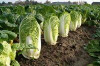 Cabbage, Michihli "Chinese" (75 Days), Heirloom