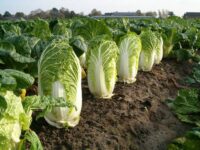 Cabbage, Michihli "Chinese" (75 Days), Heirloom
