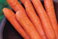 Carrot, Nantes Half Long (70 Days), Heirloom