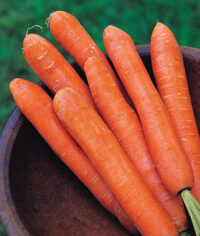 Carrot, Nantes Half Long (70 Days), Heirloom