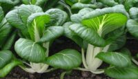 Cabbage, Pak Choi (45 Days), Heirloom