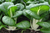Cabbage, Pak Choi (45 Days), Heirloom