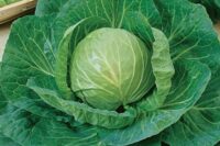 Cabbage, Premium Late Flat Dutch (100 Days), Heirloom