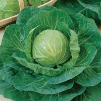 Cabbage, Premium Late Flat Dutch (100 Days), Heirloom