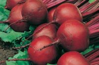 Beet, Red Ace (53 Days), Hybrid