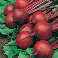 Beet, Red Ace (53 Days), Hybrid