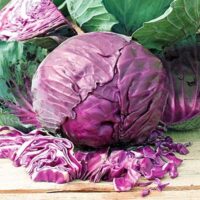 Cabbage, Red Acre (77 Days), Heirloom
