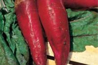 Beets - Forage