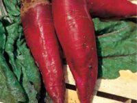 Beet, Mammoth Red Fodder (90-100 Days), Heirloom