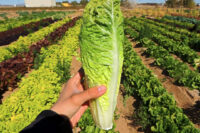 Lettuce, Romaine, Paris Island COS (72 Days), Heirloom