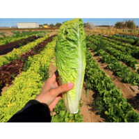Lettuce, Romaine, Paris Island COS (72 Days), Heirloom