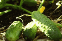Cucumber, Boston Pickling or Green Prolific (57 Days), Heirloom