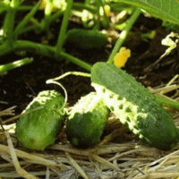 Cucumber, Boston Pickling or Green Prolific (57 Days), Heirloom