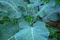 Collards